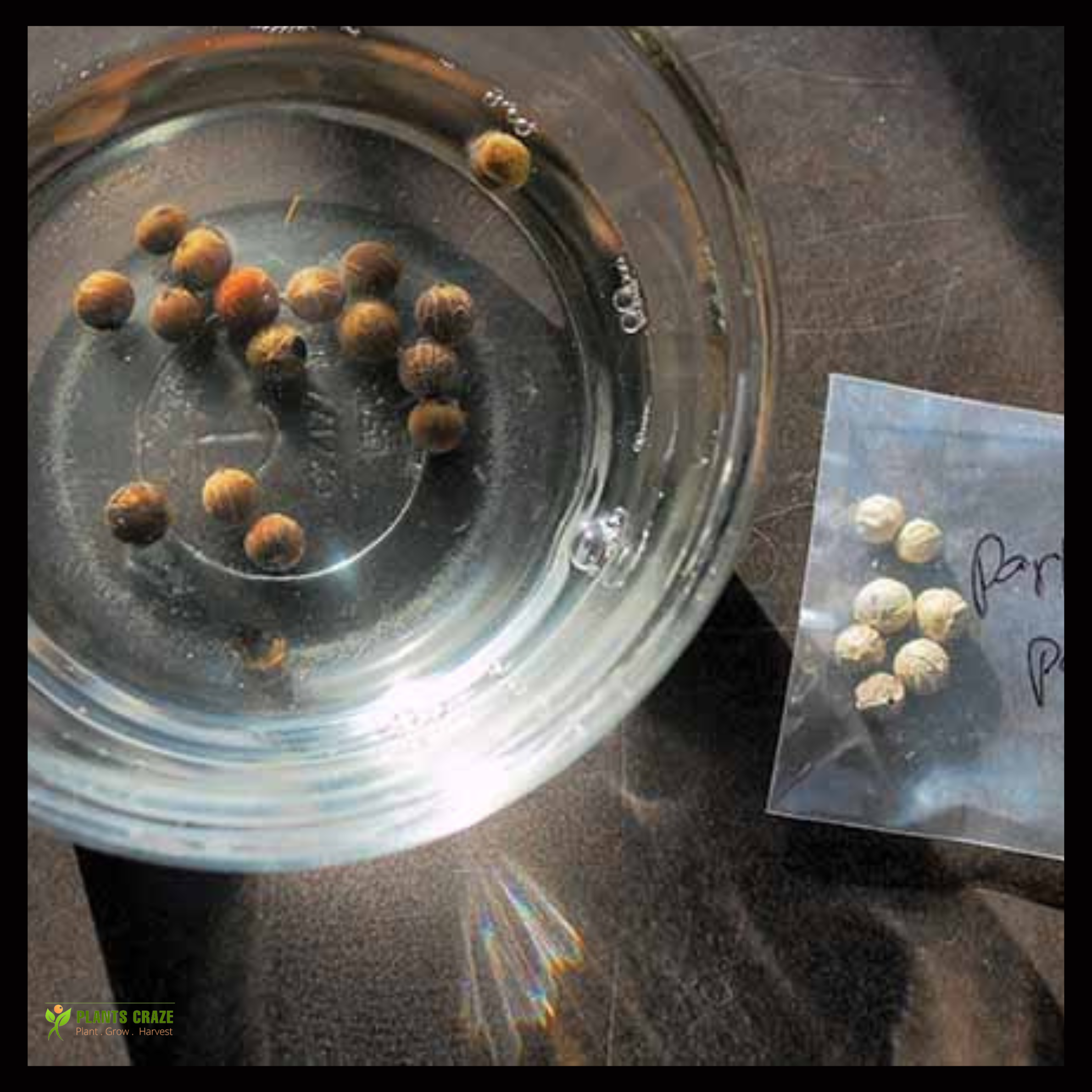 Image illustrates the process of soaking Parlor Palm seeds