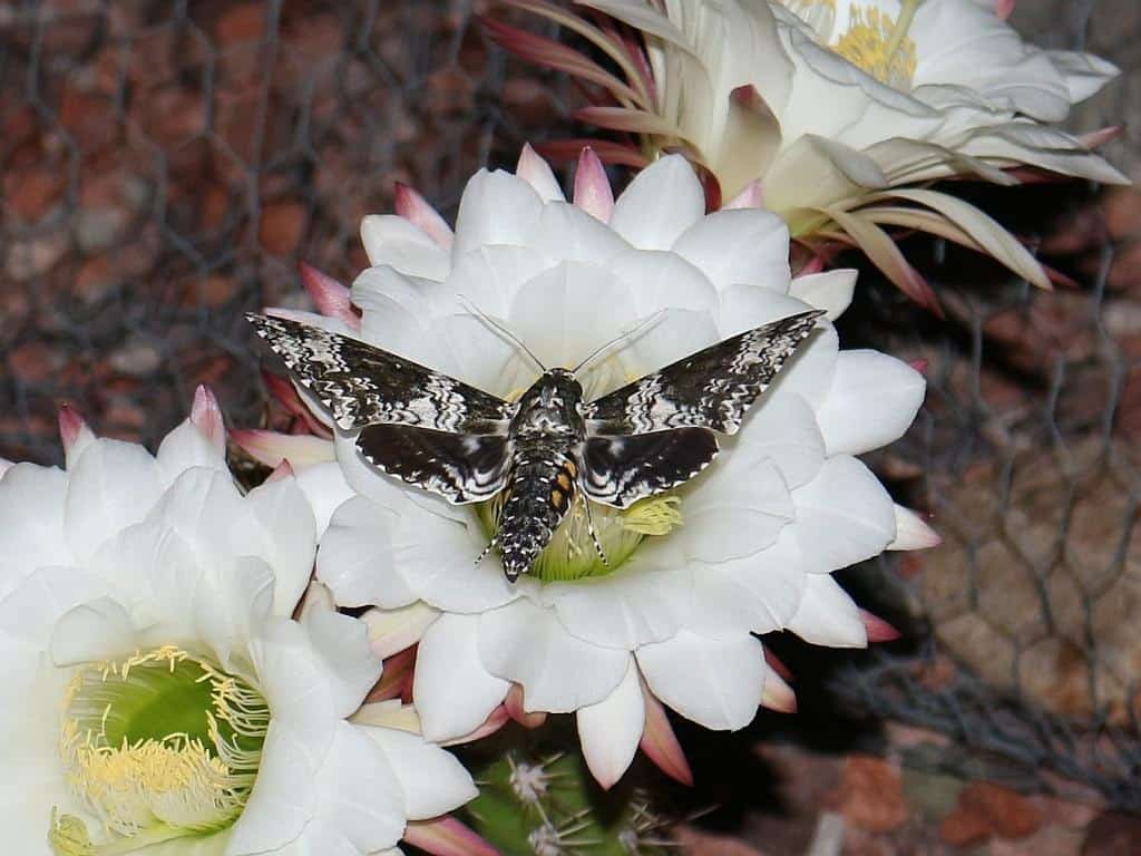 Black moth on a Moon Cacti white flower.