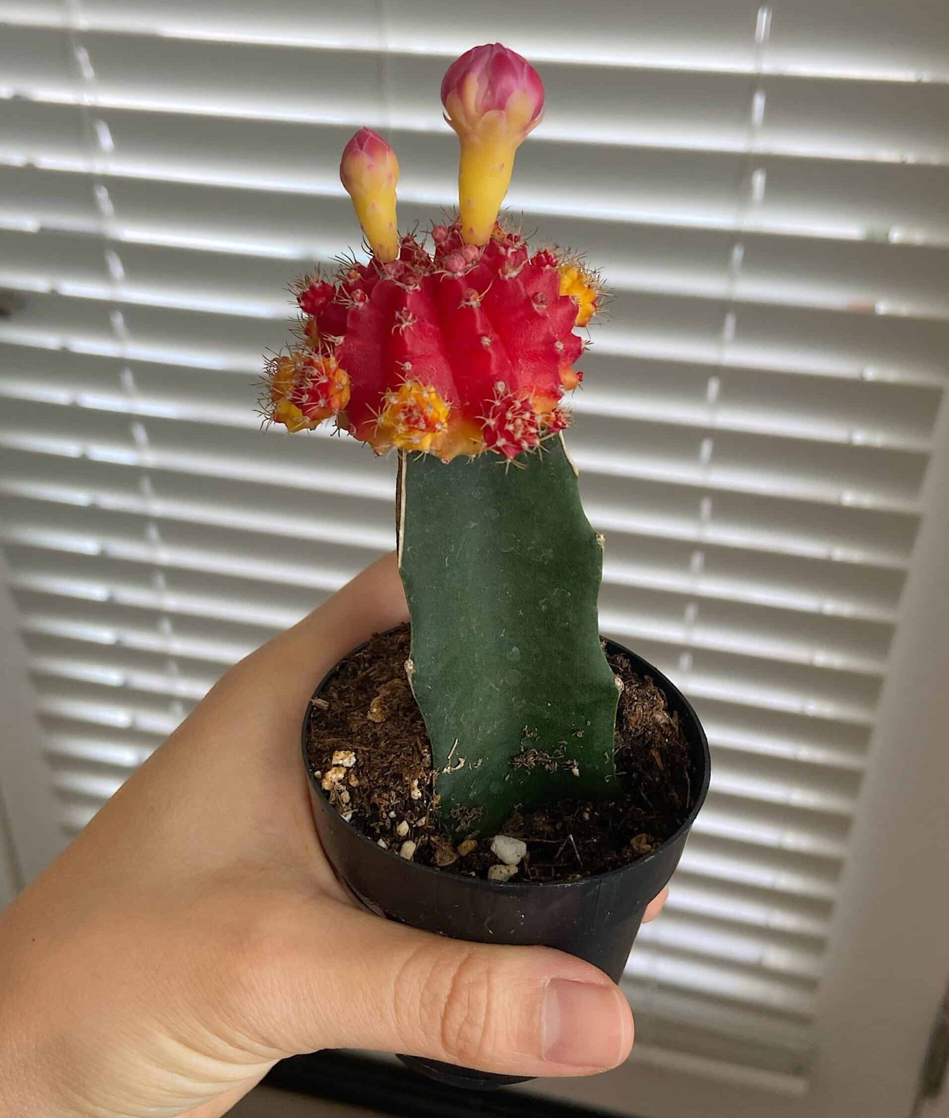 Moon Cactus flower plat with flowers