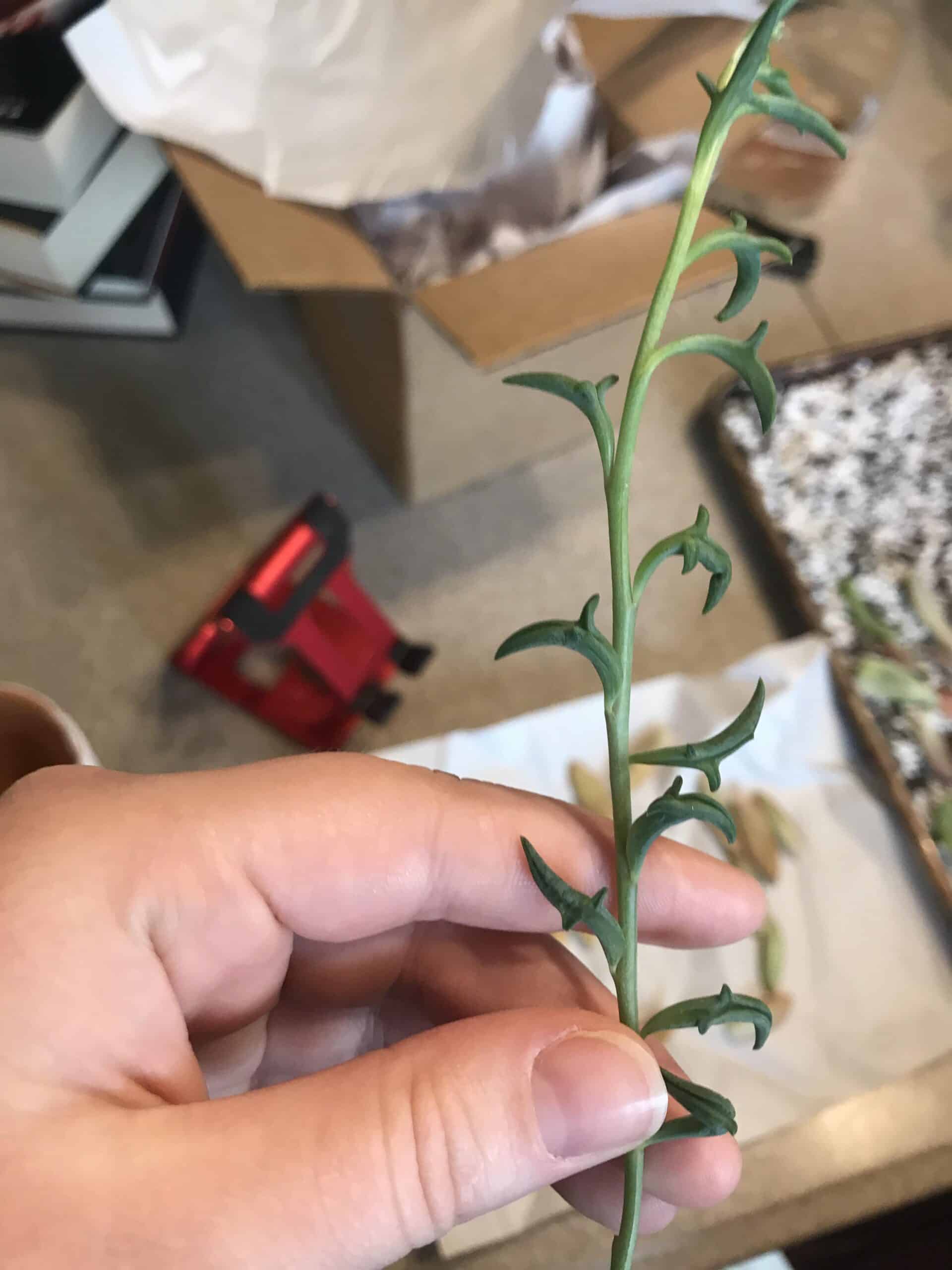 String Of Dolphins Complete Grow And Care Guide