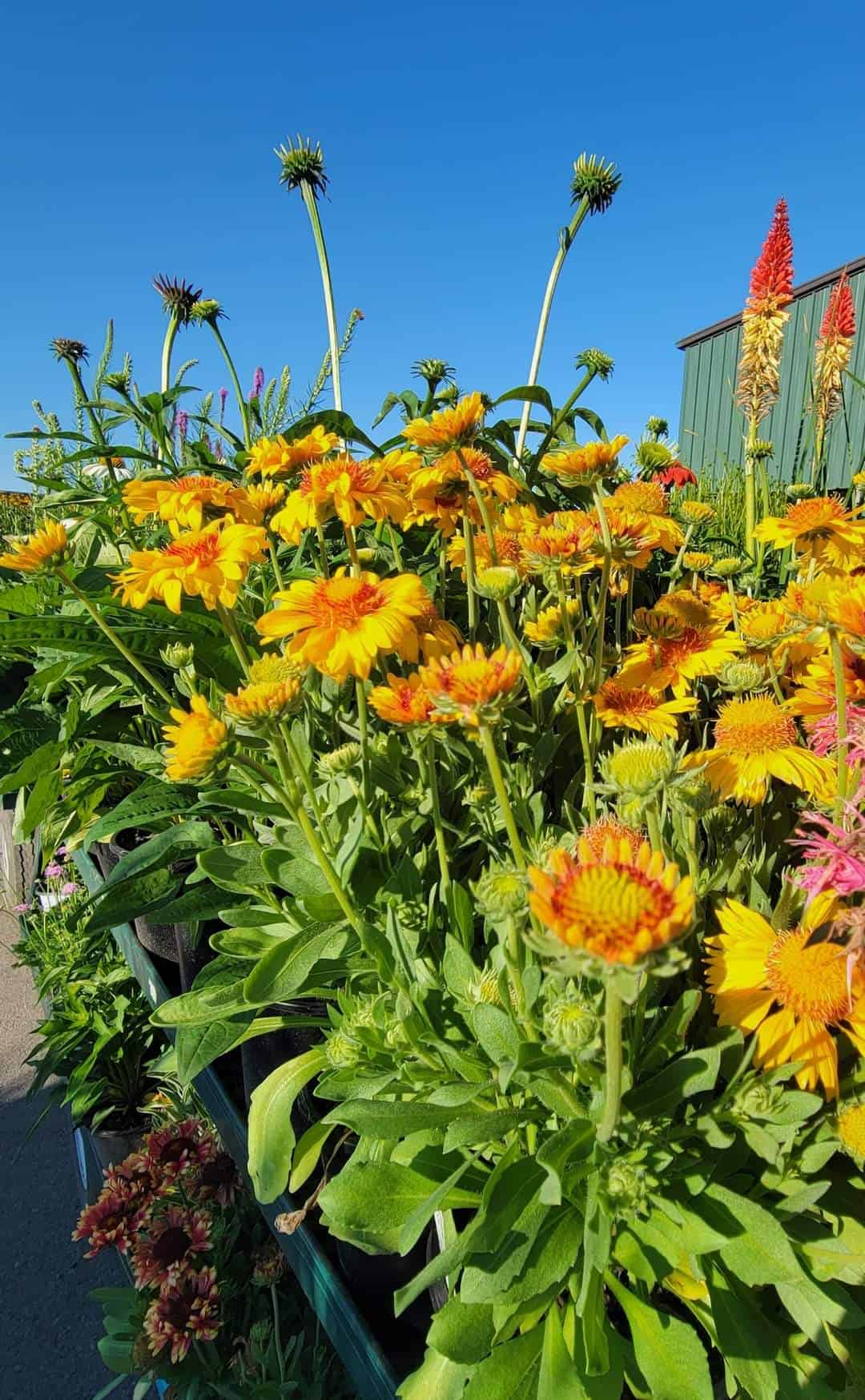 Gaillardia growing in the garden