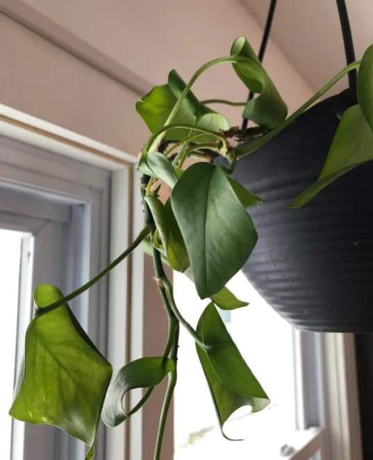 Leaves-curling-inwards-Pothos-cropped