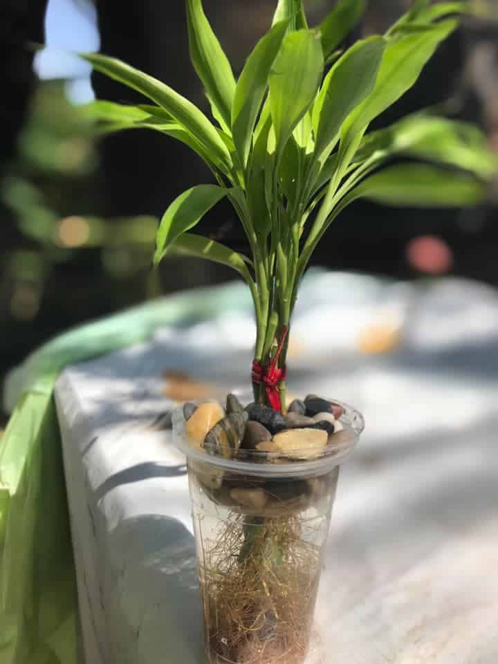 Lucky Bamboo in a cup