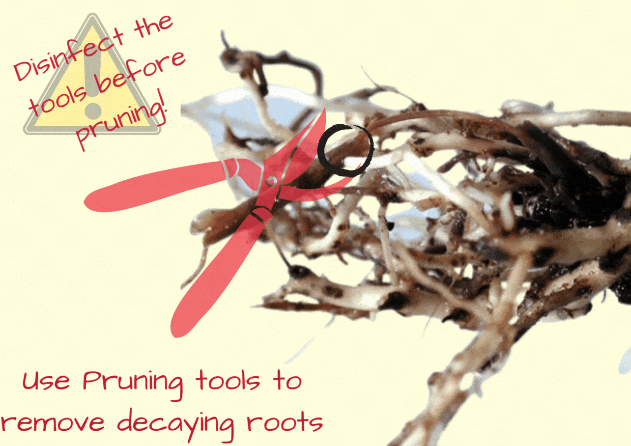 GIF Image represents the process of removing dead and decaying root portions