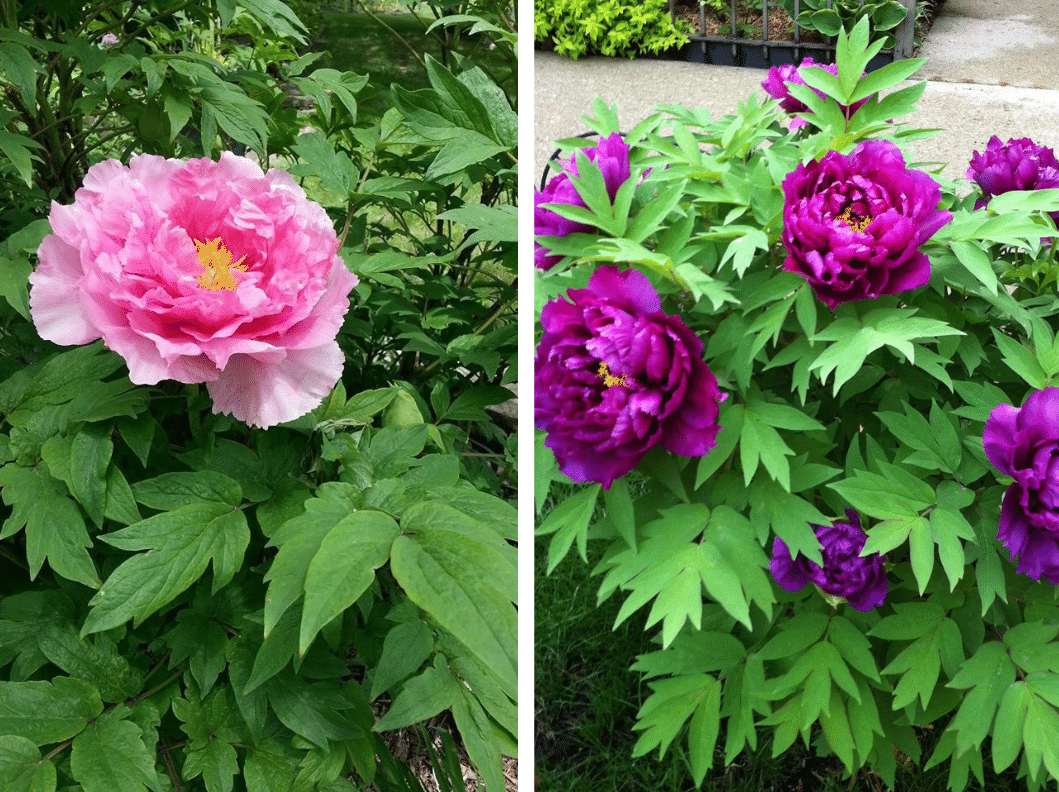 Image represents tree and herbaceous Peonies