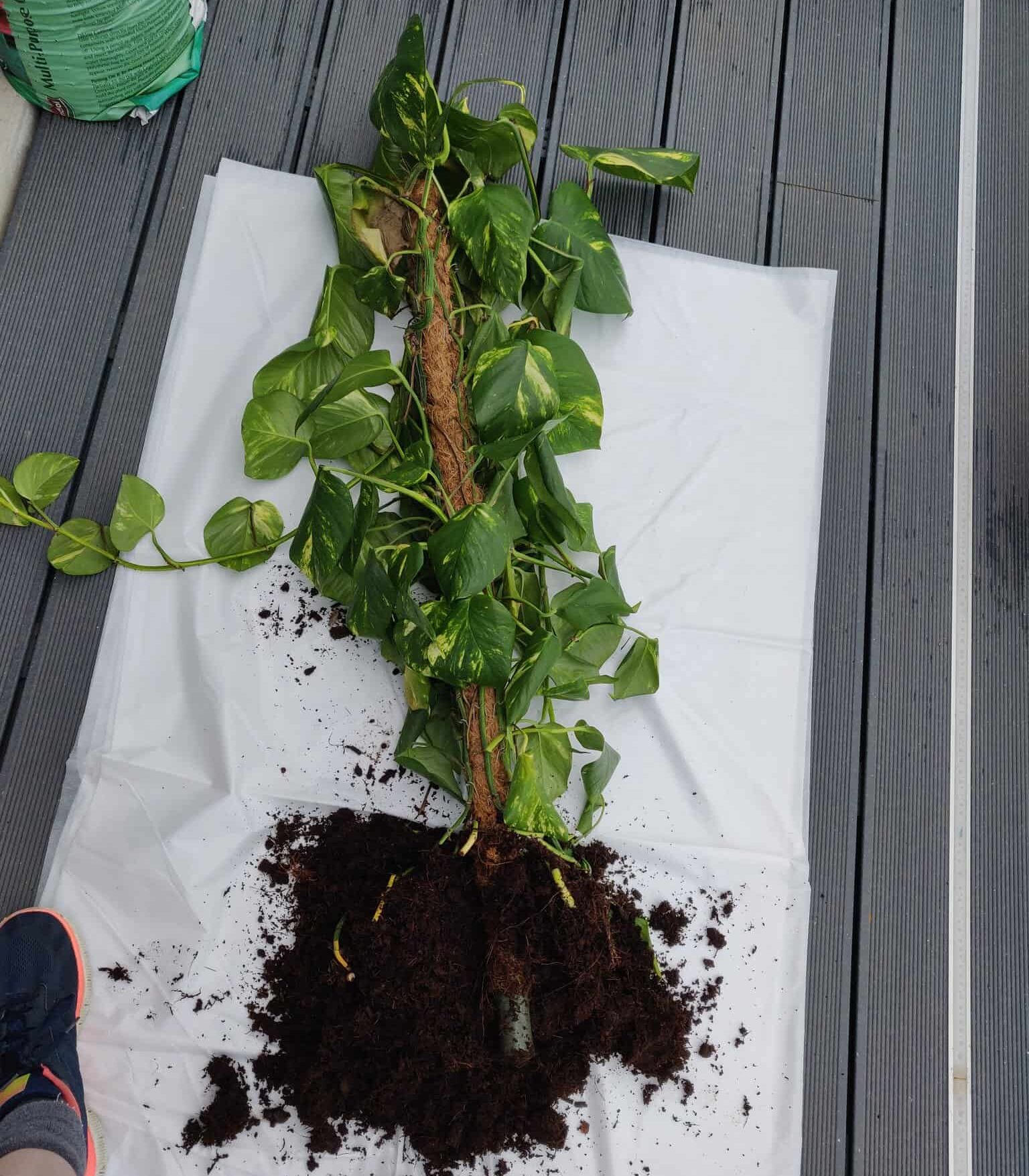 pothos-root-rot