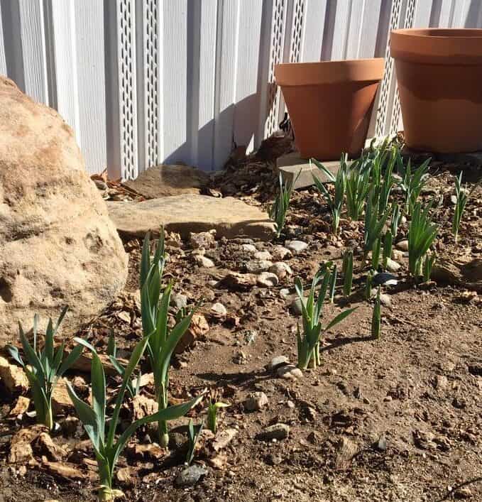 Image represents the daffodils sprouting new foliage