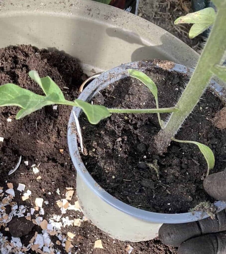 A container consisting of soil with shreds of egg shells over the soil with a pot containing plant above the container.