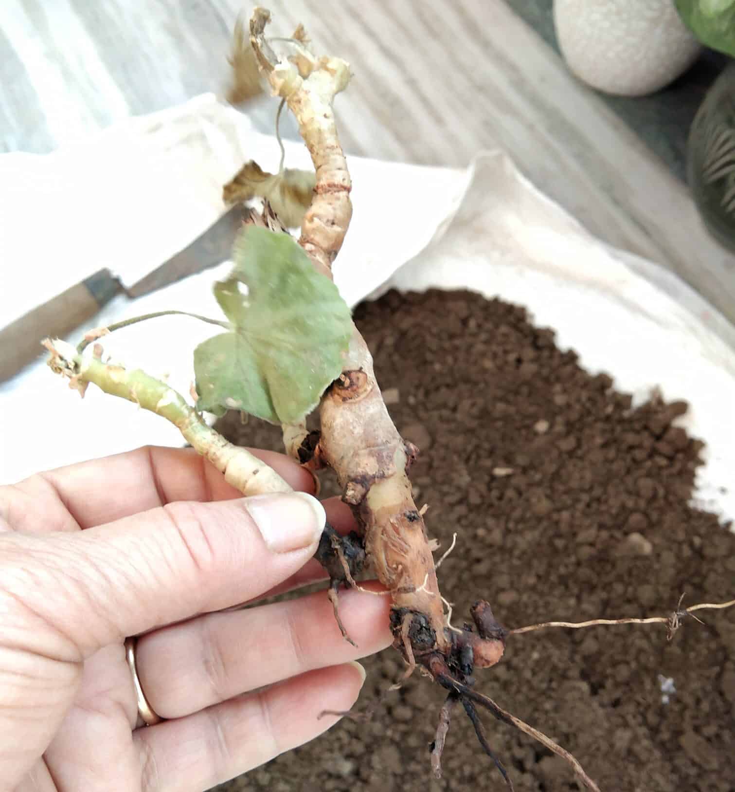Image represents root rot in Geraniums