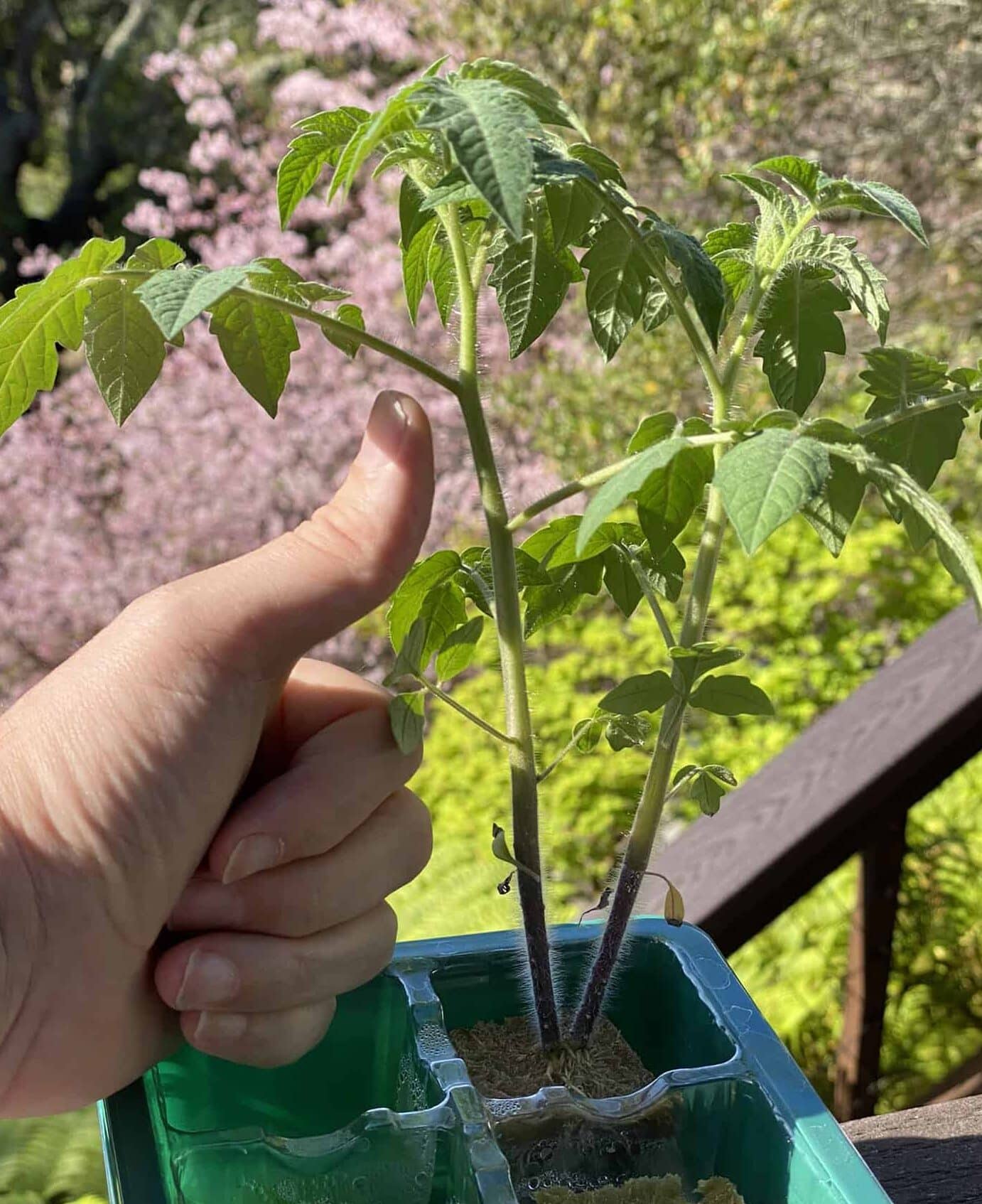 A person iss showing his thumb finger in front of the seedling of tomato