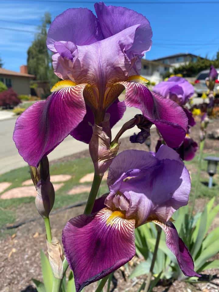 A purple Iris flower, in the front garden beside a road.