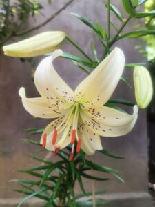 flower and buds of lilies 