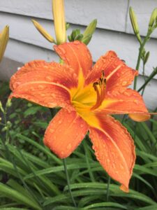 orange lily