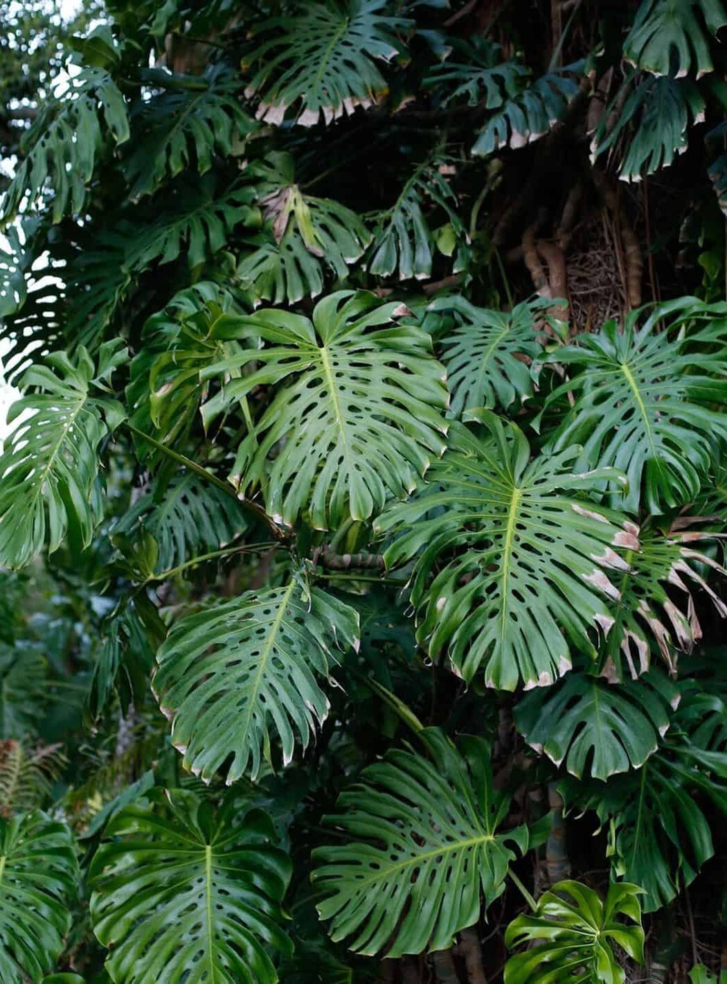 Image represents the monstera plant growing on a tree
