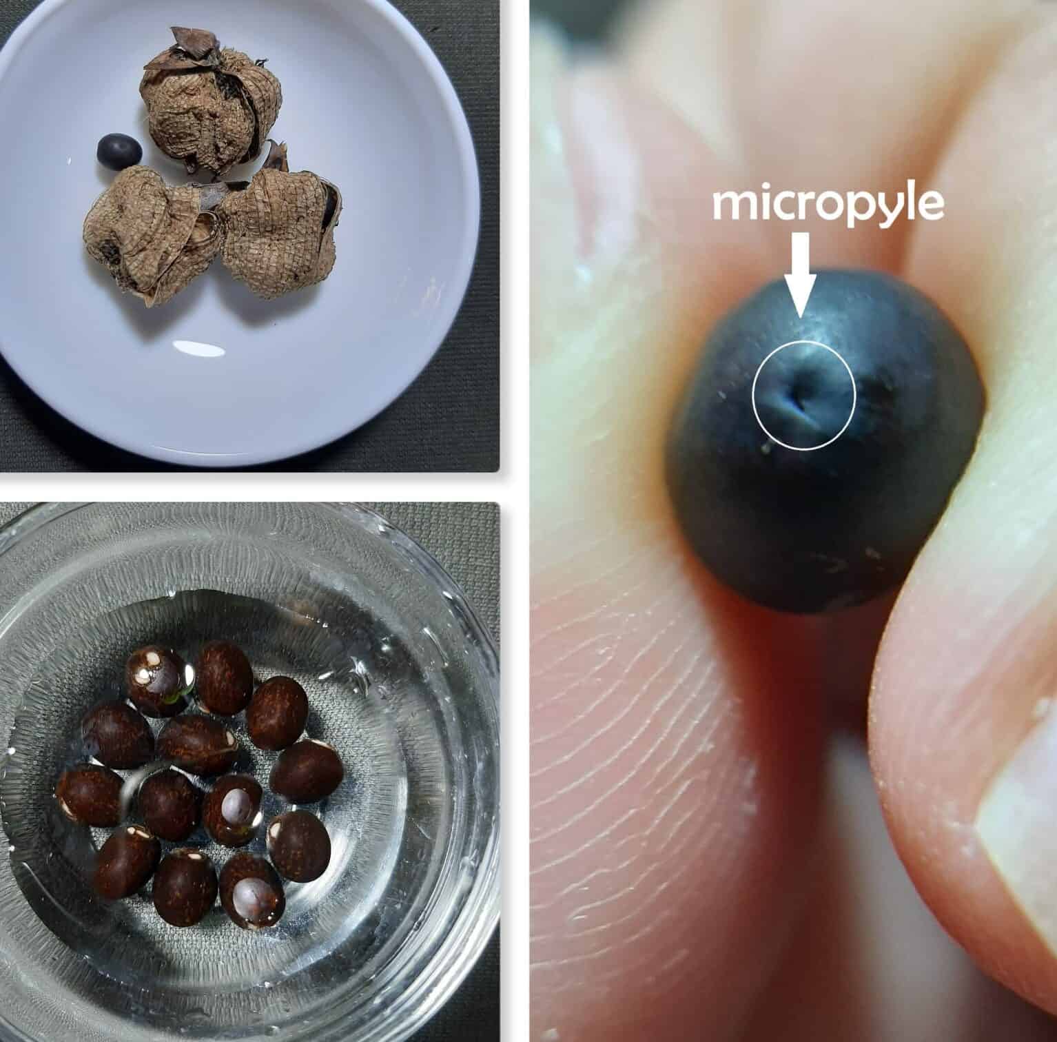 Image represents the micropyle region of the seed