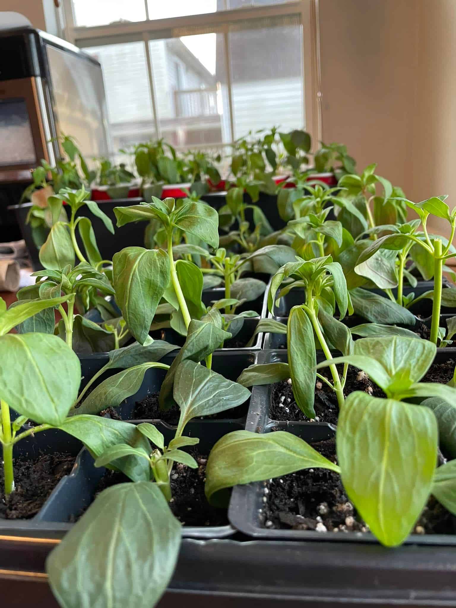 propagating snapdragon cuttings in soil 