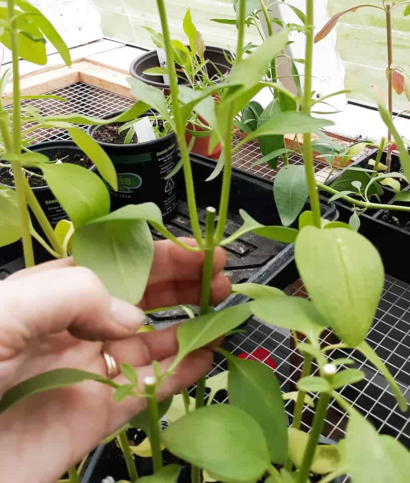 propagating Snapdragons via Cutting in a soil medium 