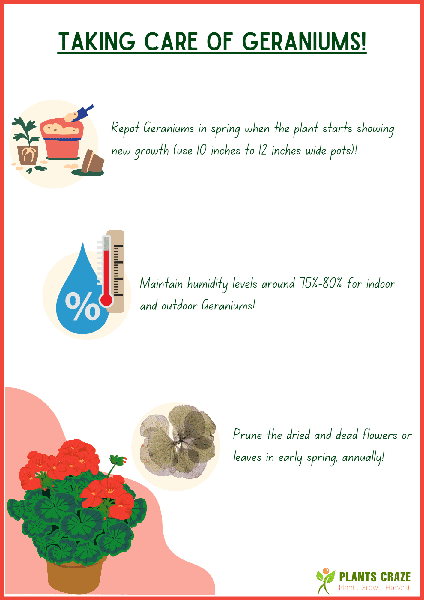Image illustrates some extra caring tips for Geraniums