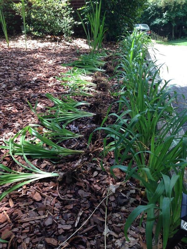 Fnas of lilies are separated from the parent plant that is growing in line in the border of a wall and the divided fans are lying in the ground.