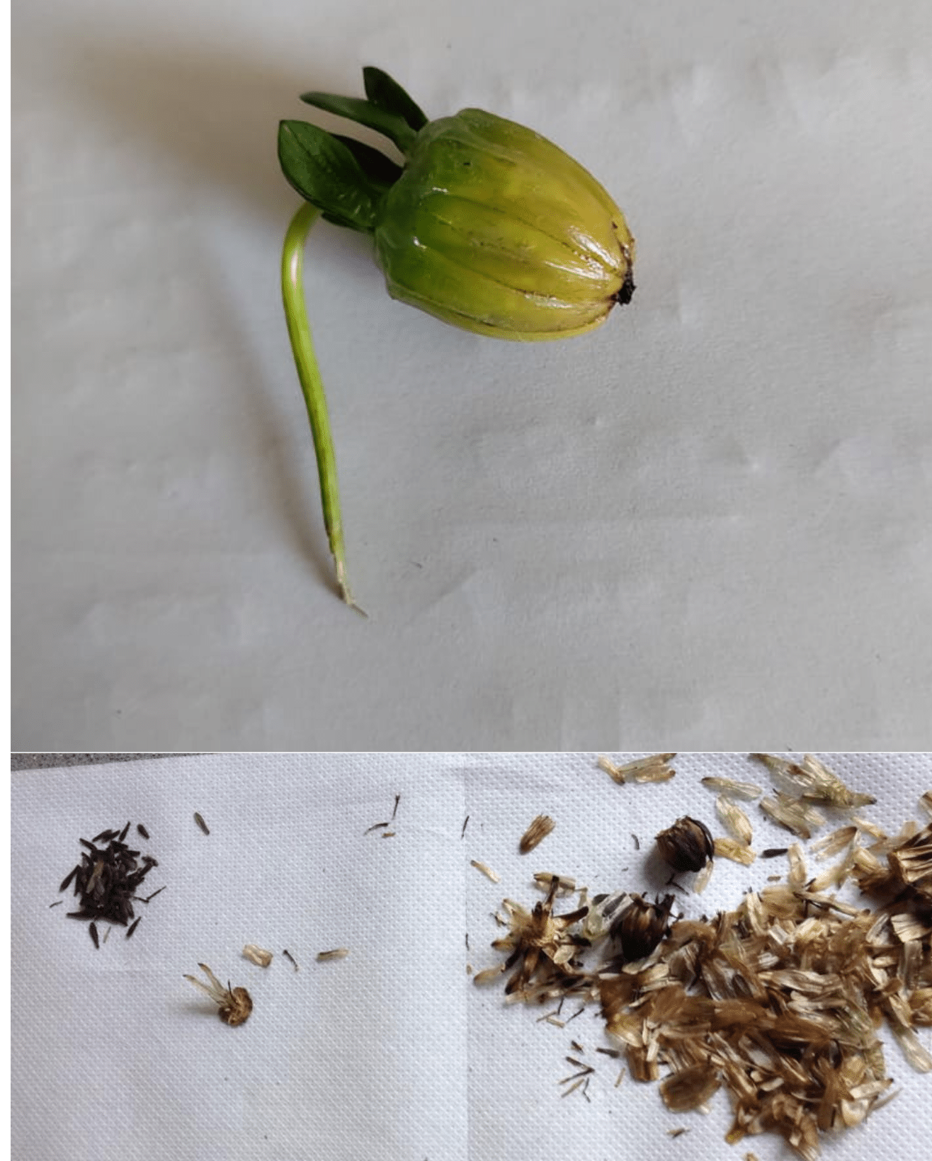 Image represents the process of collecting Dahlia seeds