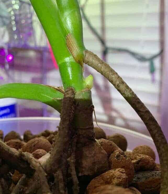Image represents the young aerial roots of monstera
