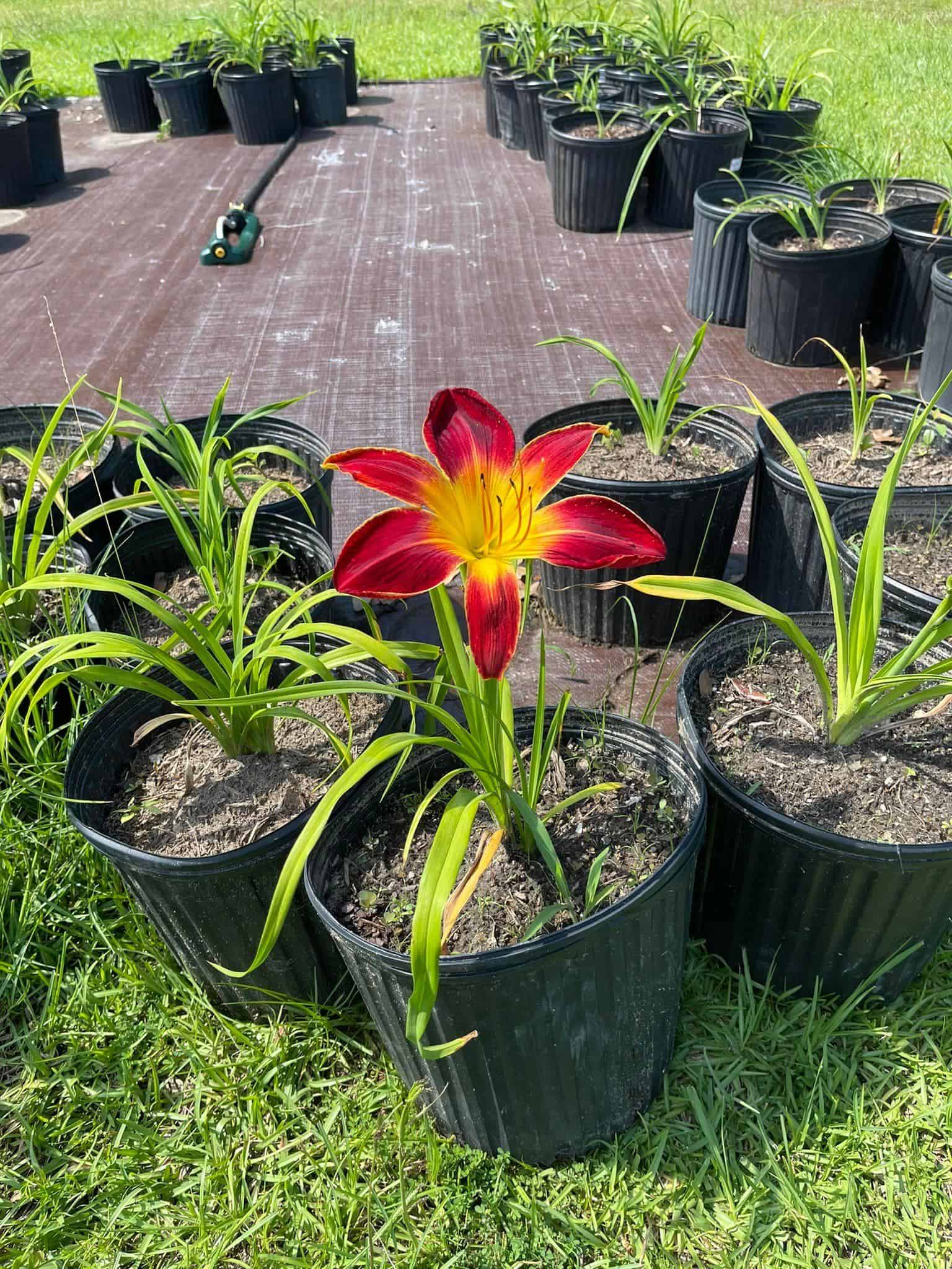 Beautiful day-lilies plant with flower