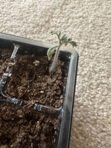 tomato seedling