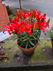 Red flower of lily in an old ceramic pot.