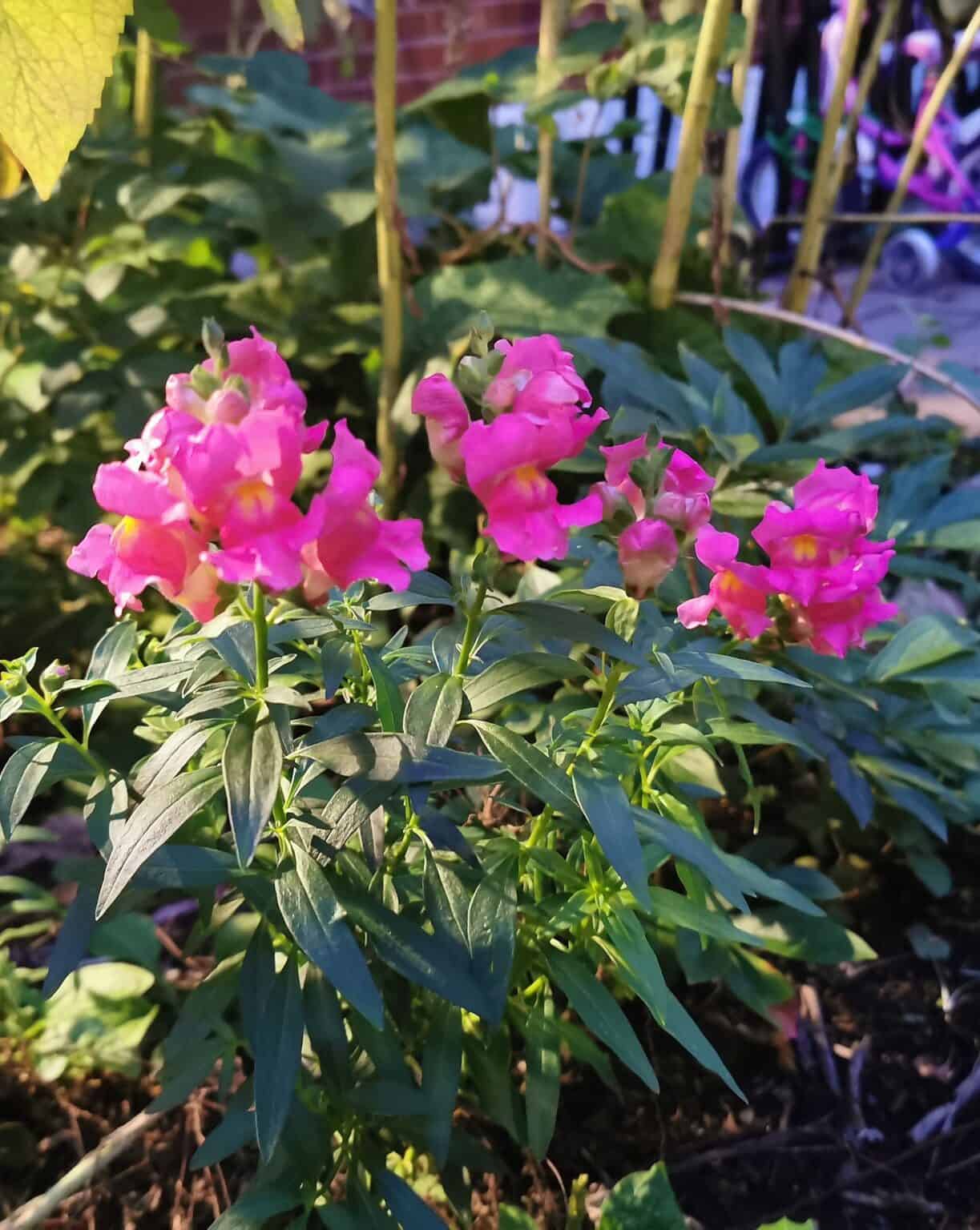 Snapdragon in Sun