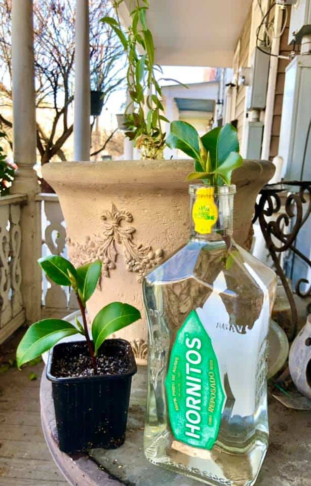 propagating snapdragon in soil and water