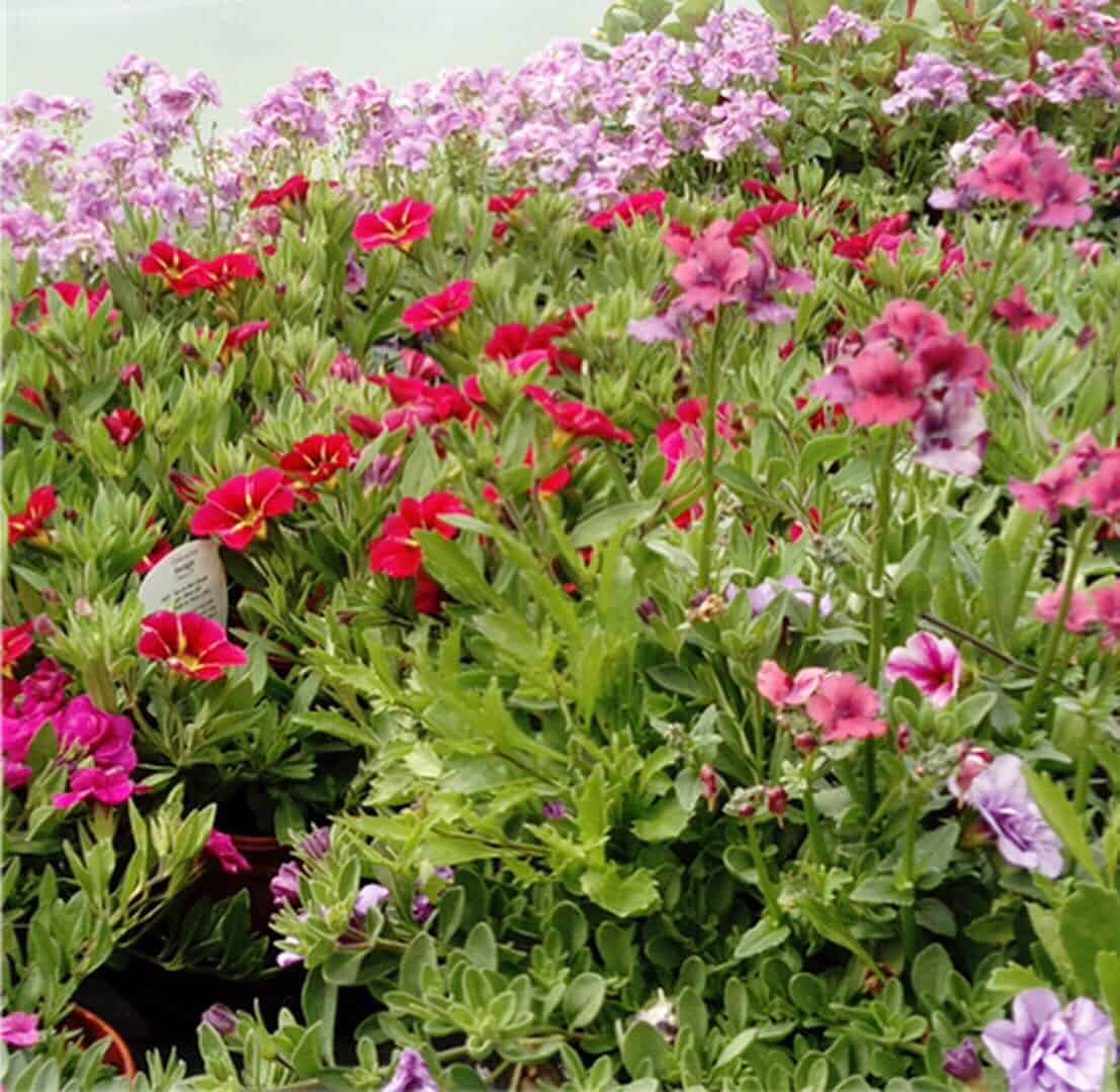 snapdragon-plants-overcrowded