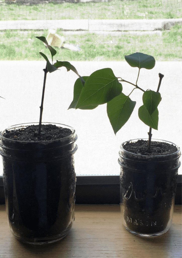 Two stem cuttings planted in seperately in glass jar, bigger one at the left and smaller at the right, just beside the window.