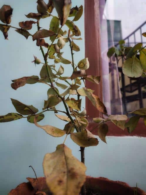 yellowing-leaves-of-rose