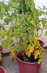 yellow leaves of tomato