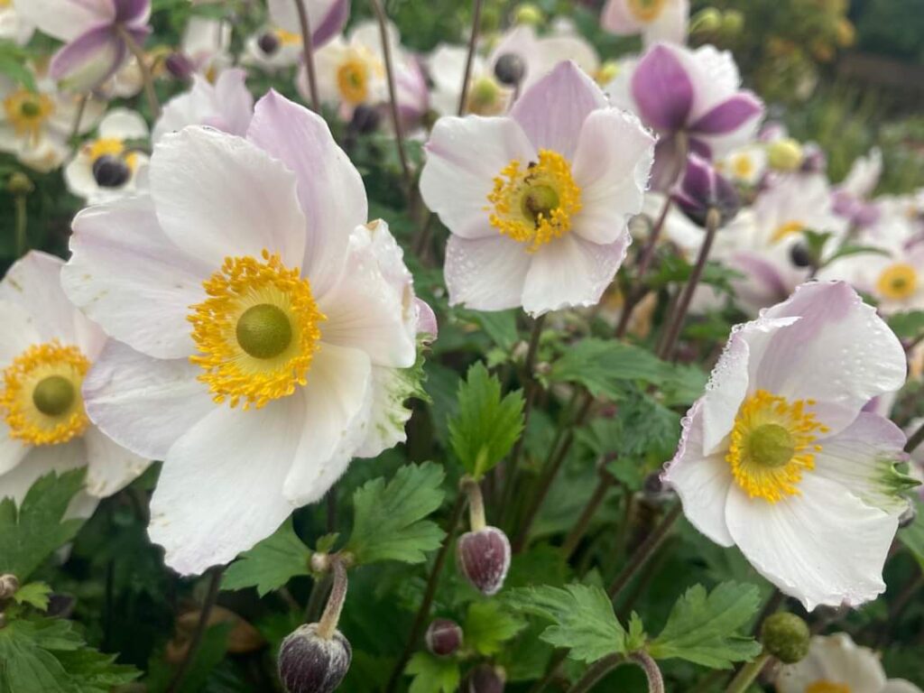 Anemone flowers in different colors