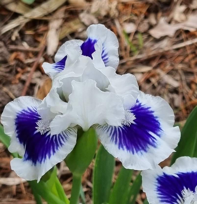 White and blue deer resistant Bearded Iris