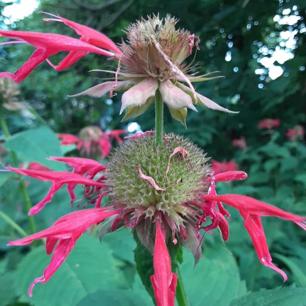 deer resistant Bee Balm flower
