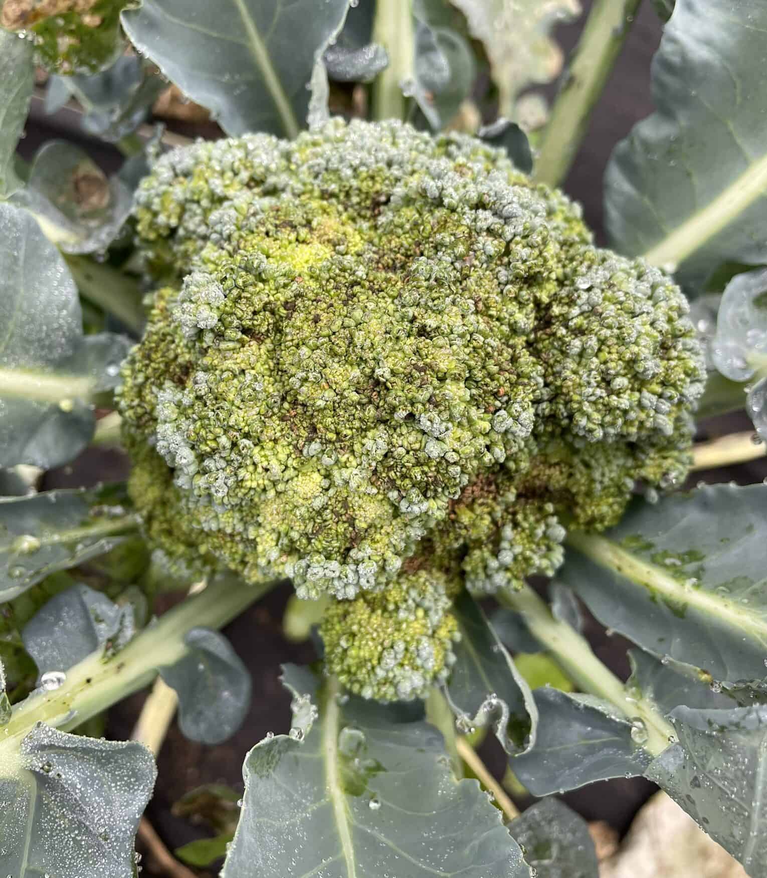 Blotched yellow head of Broccoli with its stem attached