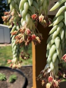 Burro's Tail