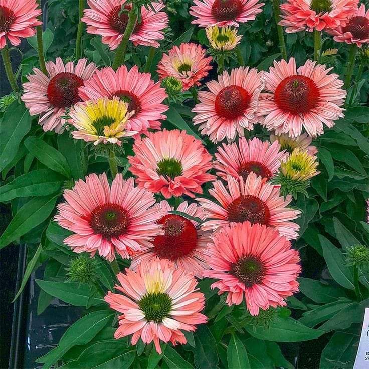 Purple cone flower growing in the yard