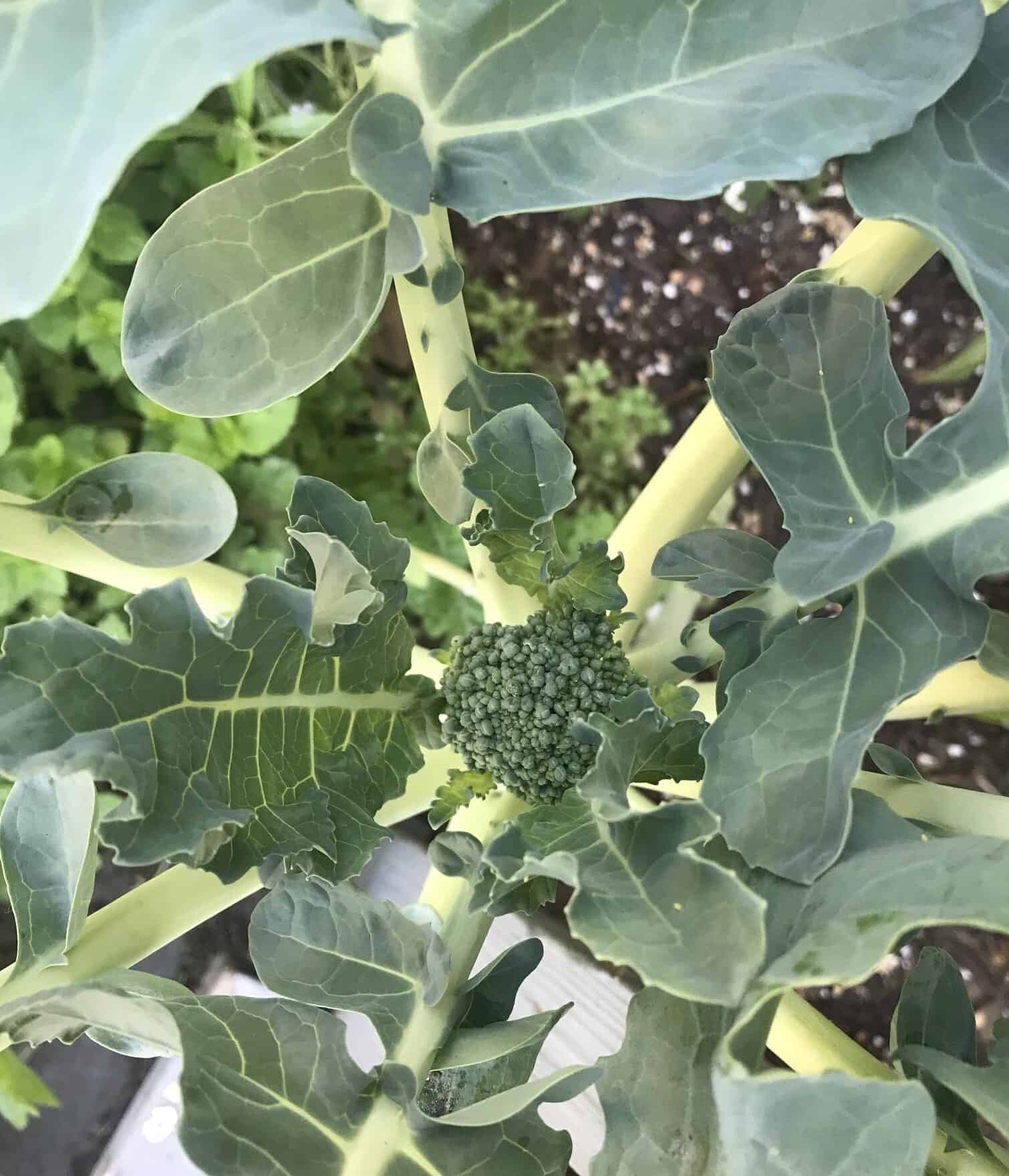 Small crown of Broccoli is emerging out being surrounded by the long leaves and stems.