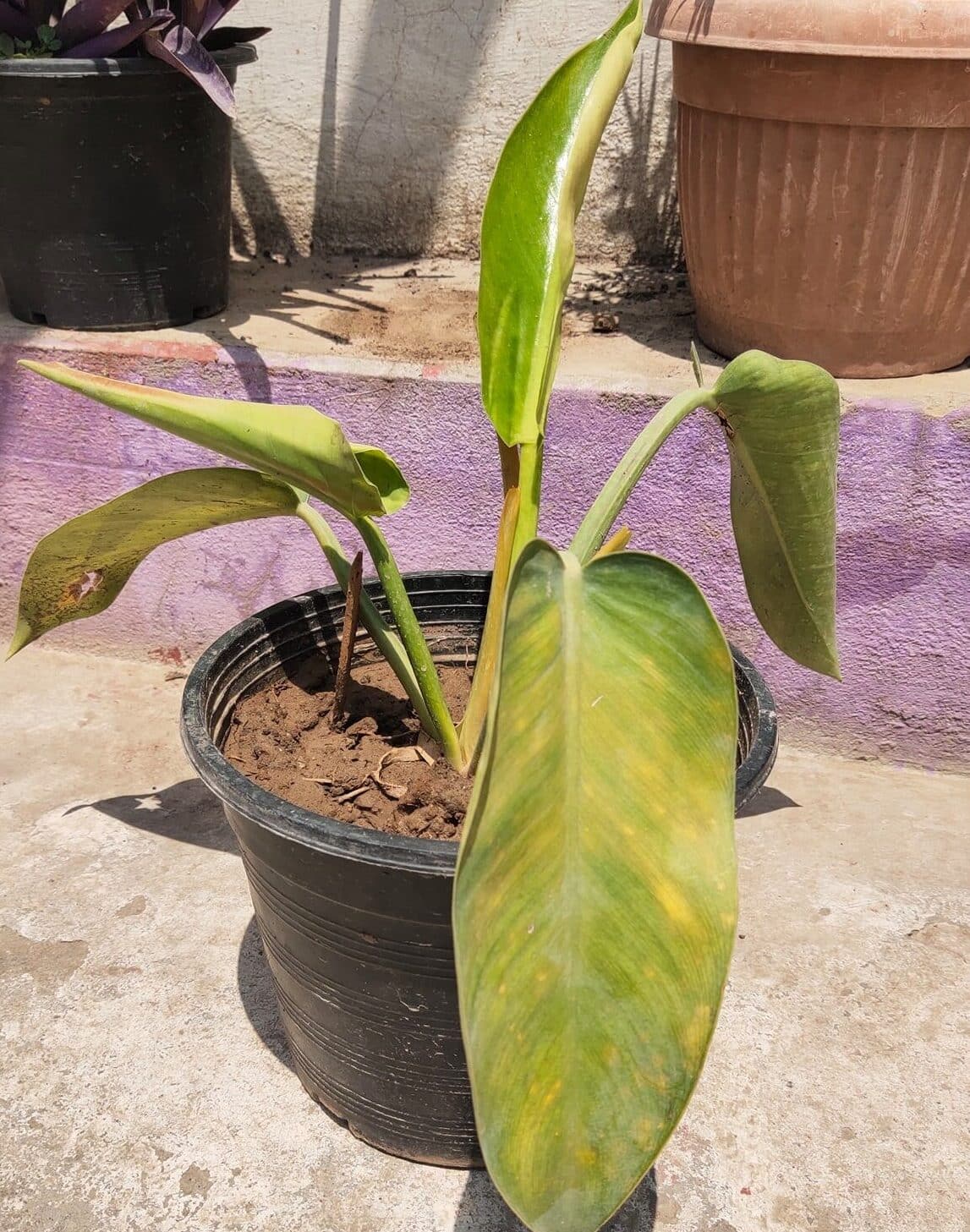 Image represents light-saturated Philodendron plant with yellow leaves