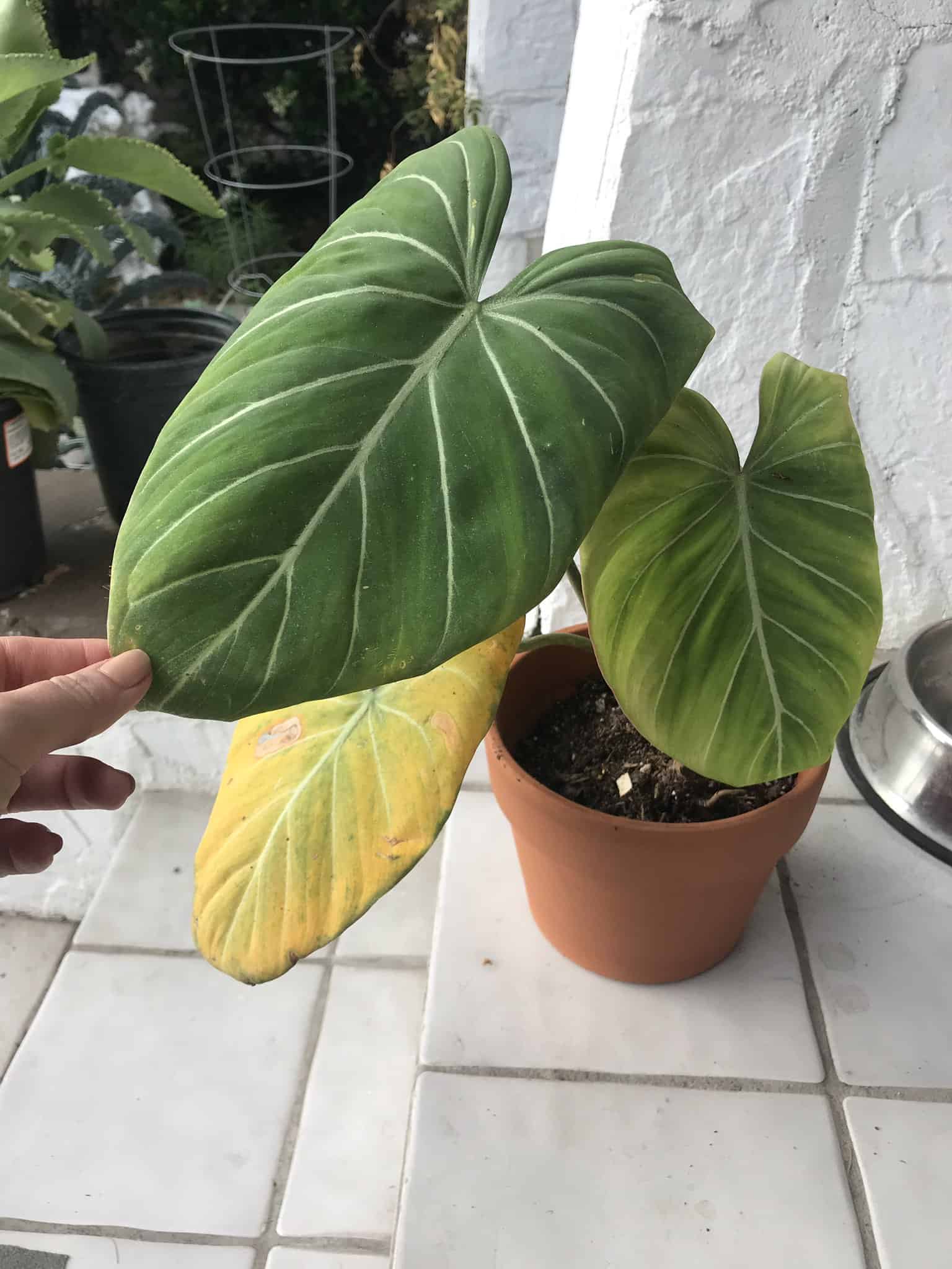 Image represents a potted Philodendron plant.