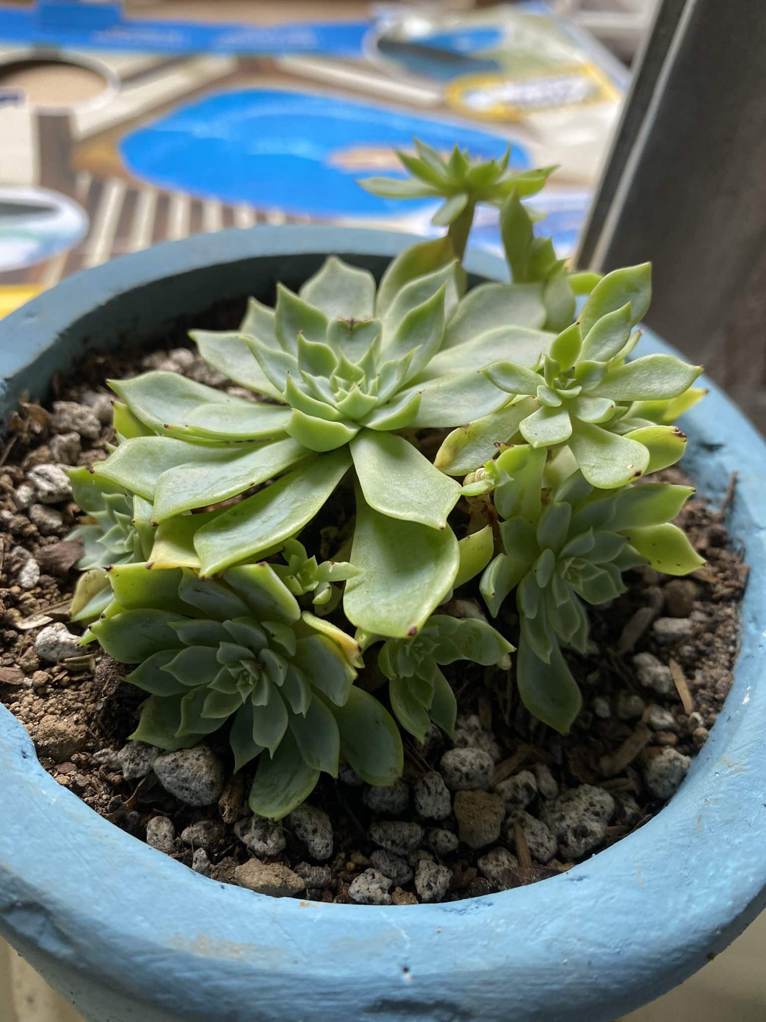 A pot containing a succulent and is filled with pebbles.