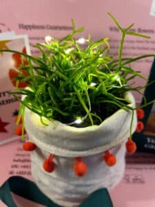 Mistletoe Cactus