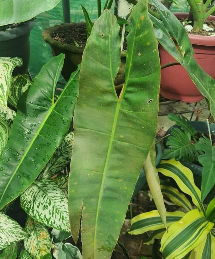 Image represents pest-infested Philodendron leaves