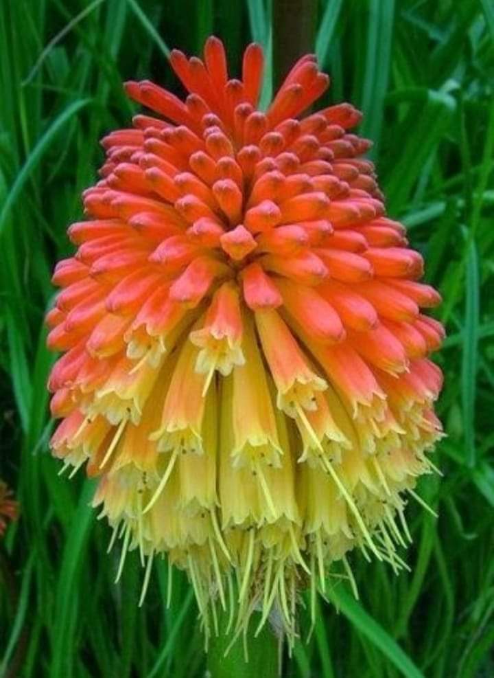 beautiful deer resistant Red Hot Poker