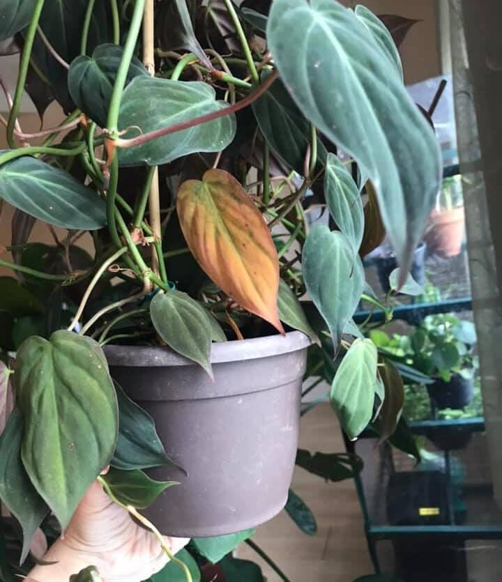 Image represents yellow Philodendron leaf due to root bound stress