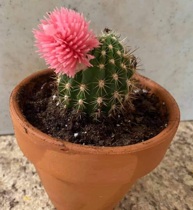 bloomed cactus in pot
