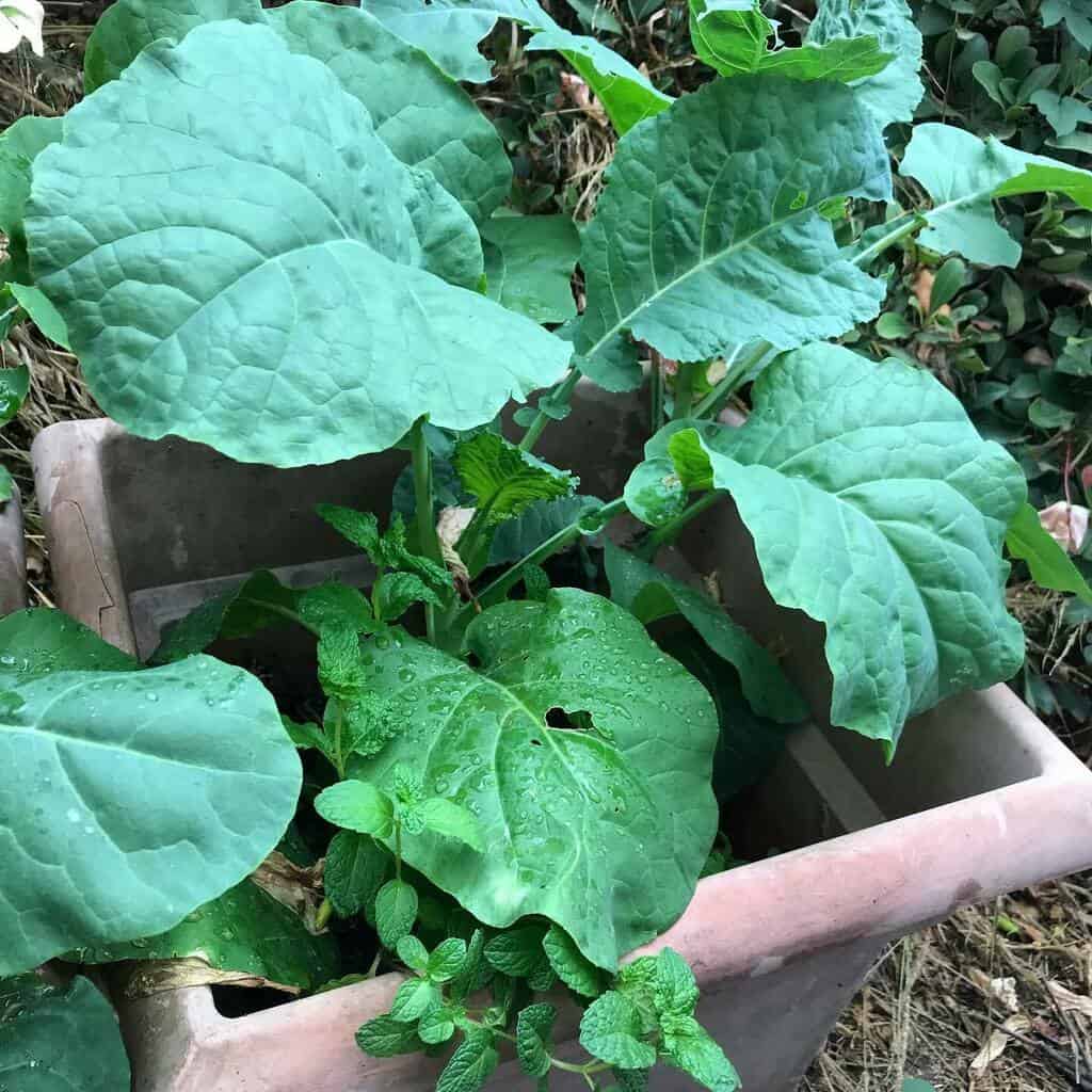 excess-moistured-broccoli-plant